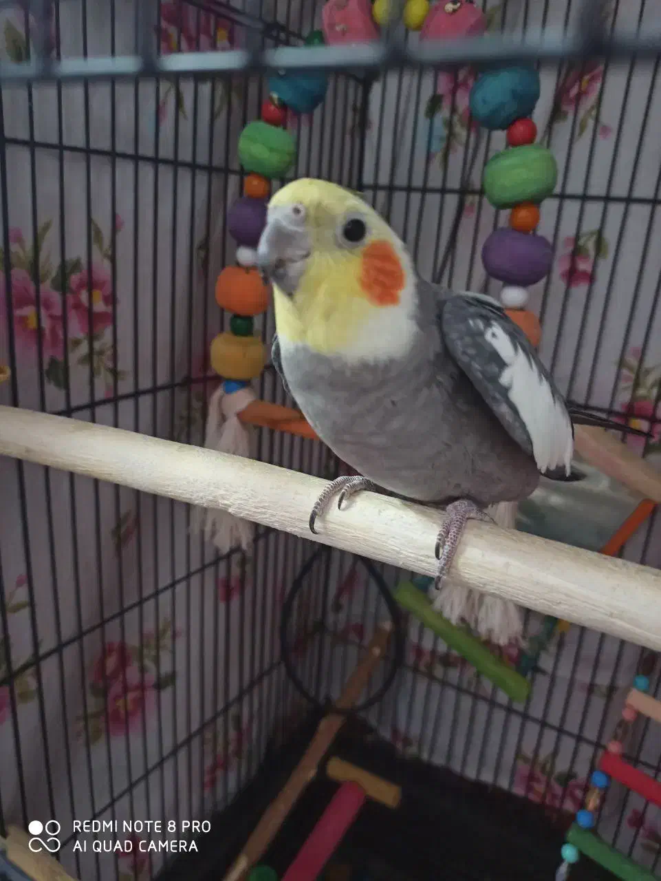 عروس هلندی|پرنده|صحنه, |دیوار