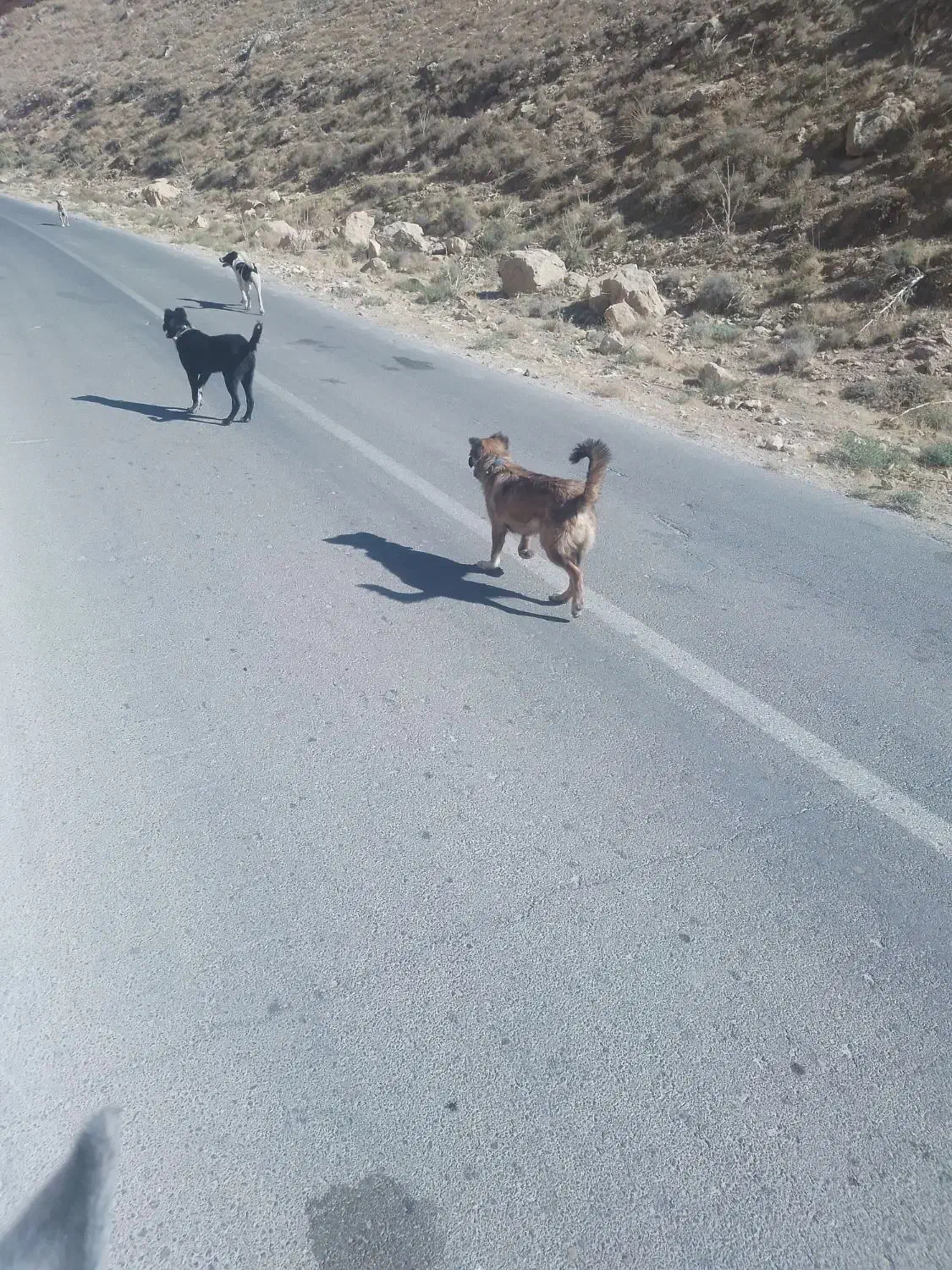 فروش سگ گله|سگ|پیشخور, |دیوار