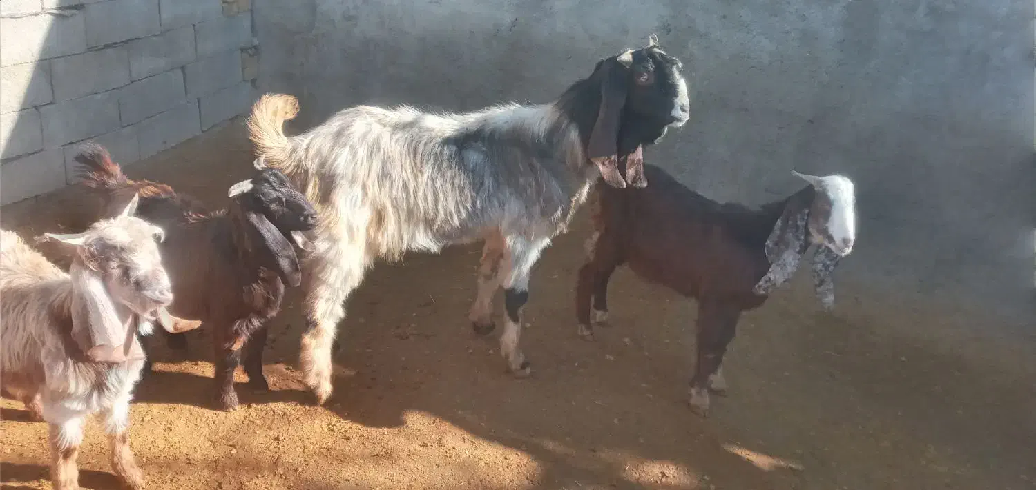 گوسفند|حیوانات مزرعه|ازنا, |دیوار