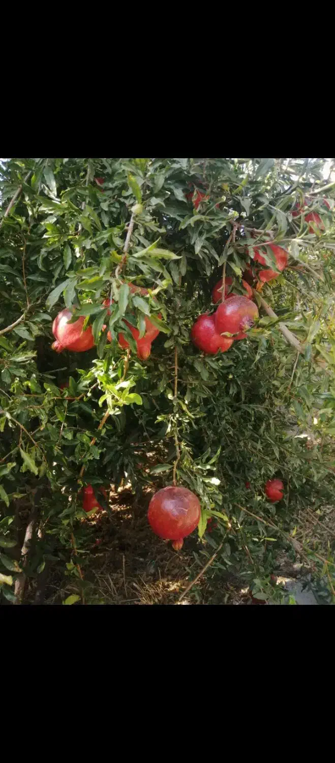 فروش خانه باغ|فروش آپارتمان|شیراز, شهرک پرواز|دیوار