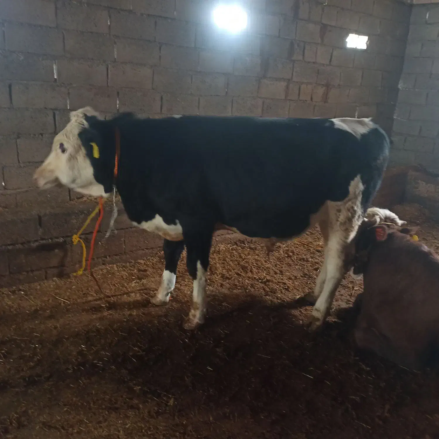 دوعد گوساله نرسیمینتال|حیوانات مزرعه|اصلاندوز, |دیوار