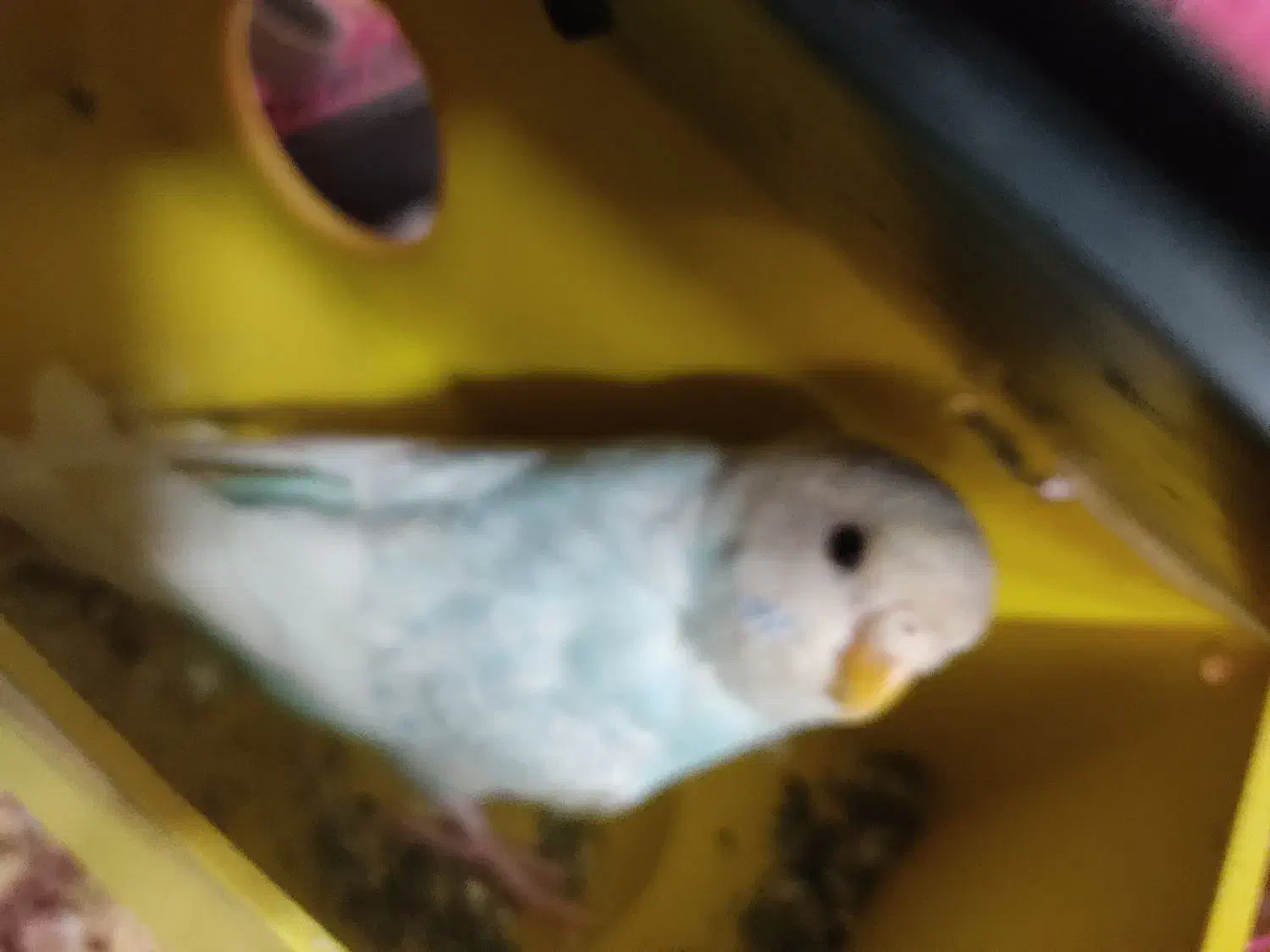 فروشی|پرنده|ری, شهرری|دیوار