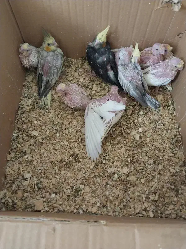 جوجه عروس|پرنده|نوبندگان, |دیوار