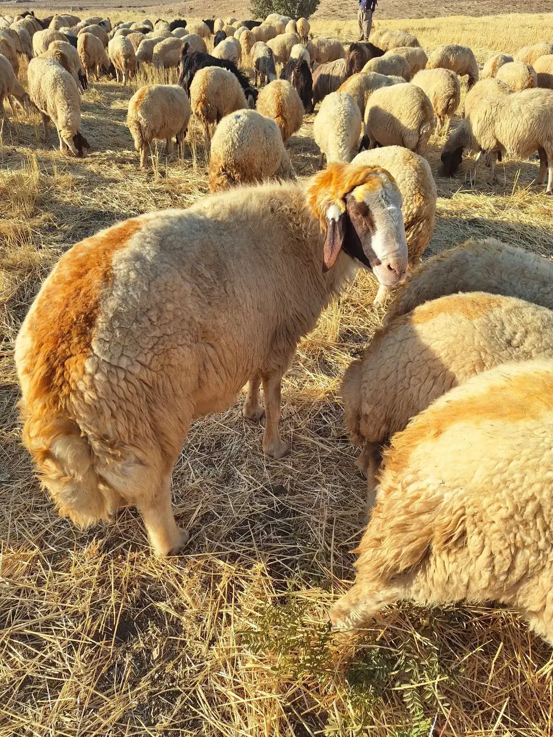 قوچ سنجابی درجه ۱|حیوانات مزرعه|کرمانشاه, |دیوار