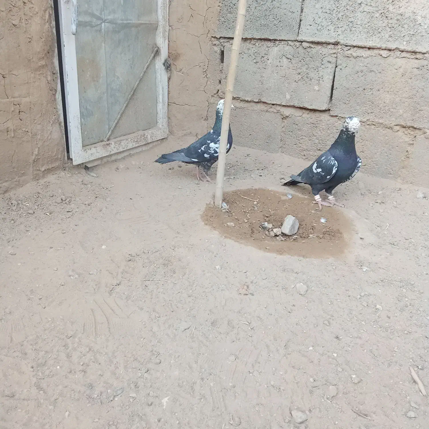 سینه افغان|پرنده|خواف, |دیوار