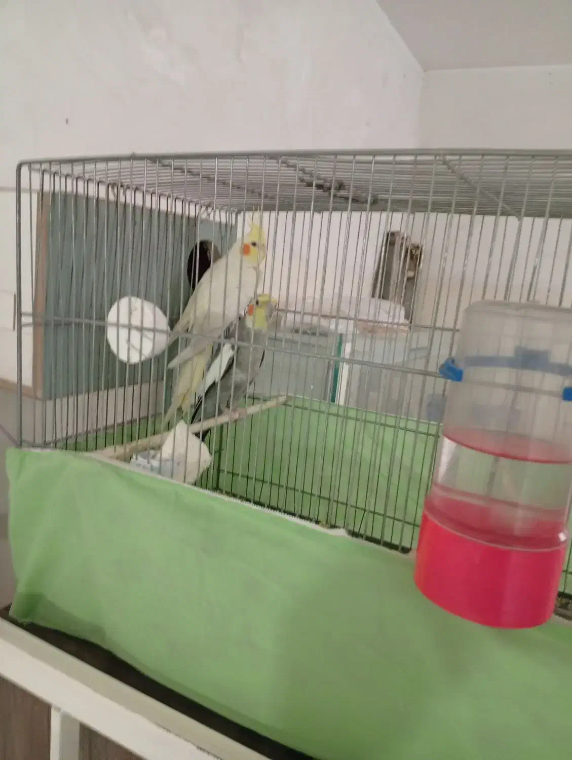 عروس|پرنده|قم, شهرک مهدیه (مدرس)|دیوار