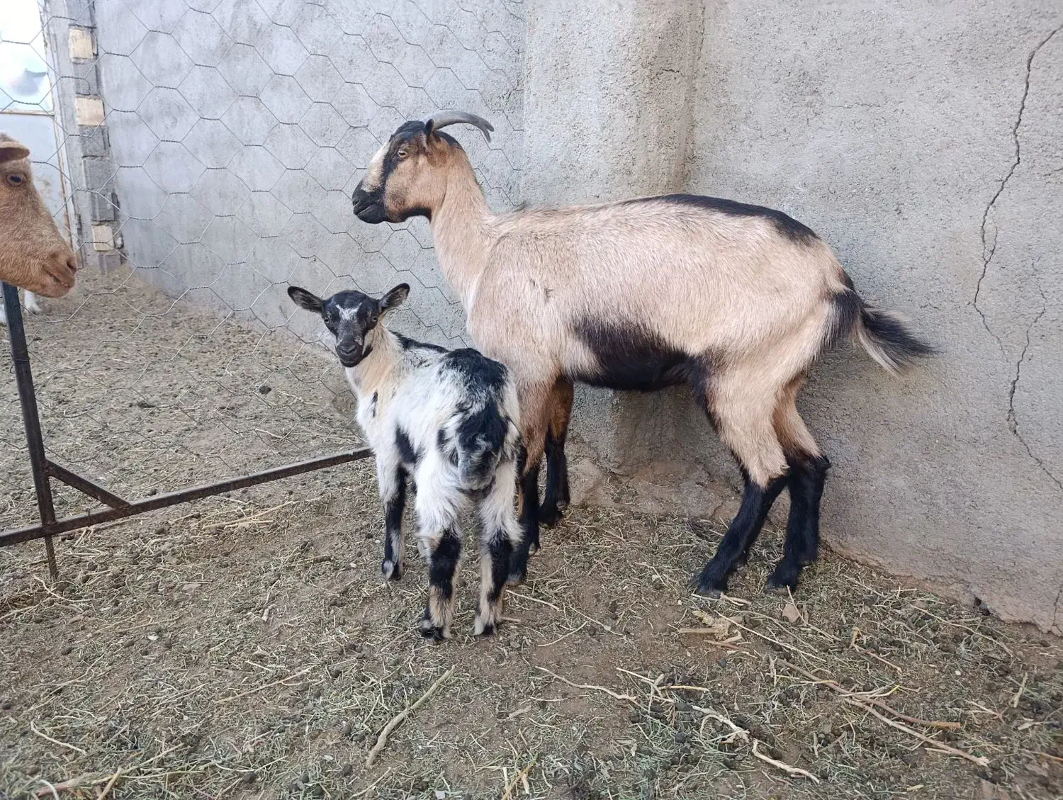 بزآلپاین|حیوانات مزرعه|آیسک, |دیوار