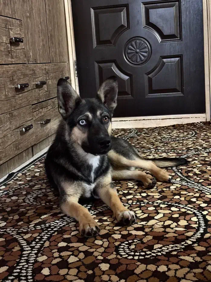 واگذاری رایگان|سگ|کرمانشاه, |دیوار