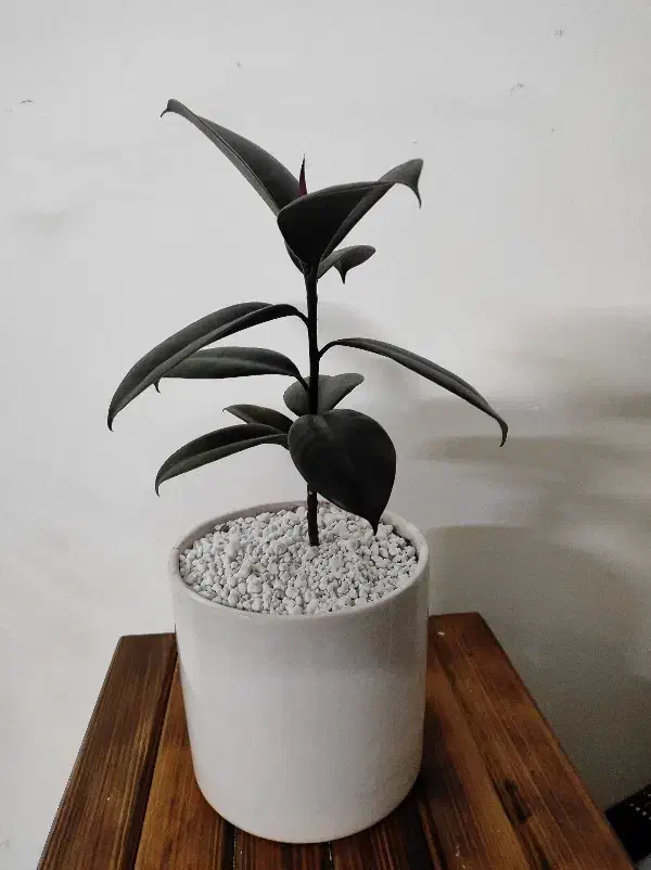 گل و گلدان مناسب هدیه|گل و گیاه طبیعی|یزد, |دیوار