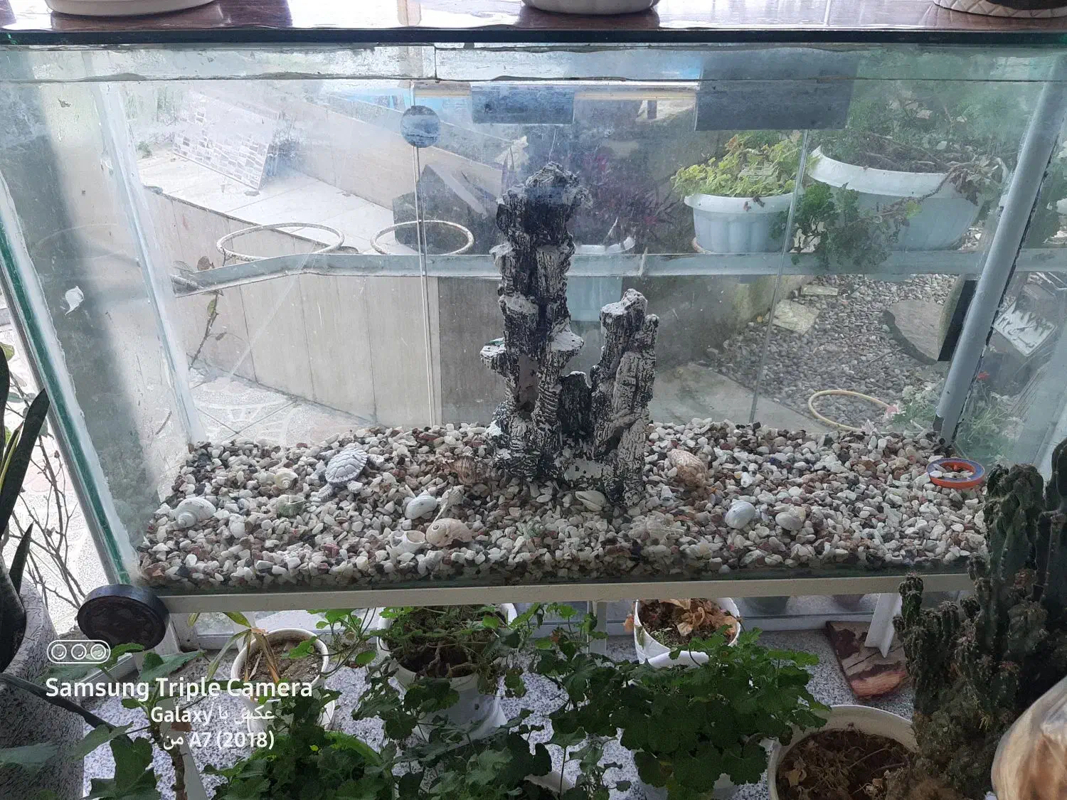 اکواریوم|ماهی|رودسر, |دیوار