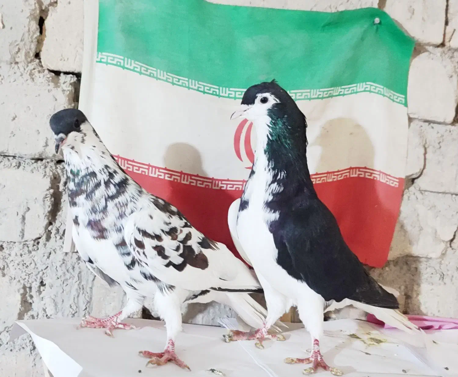 کبوتر|پرنده|شیراز, کفترک|دیوار