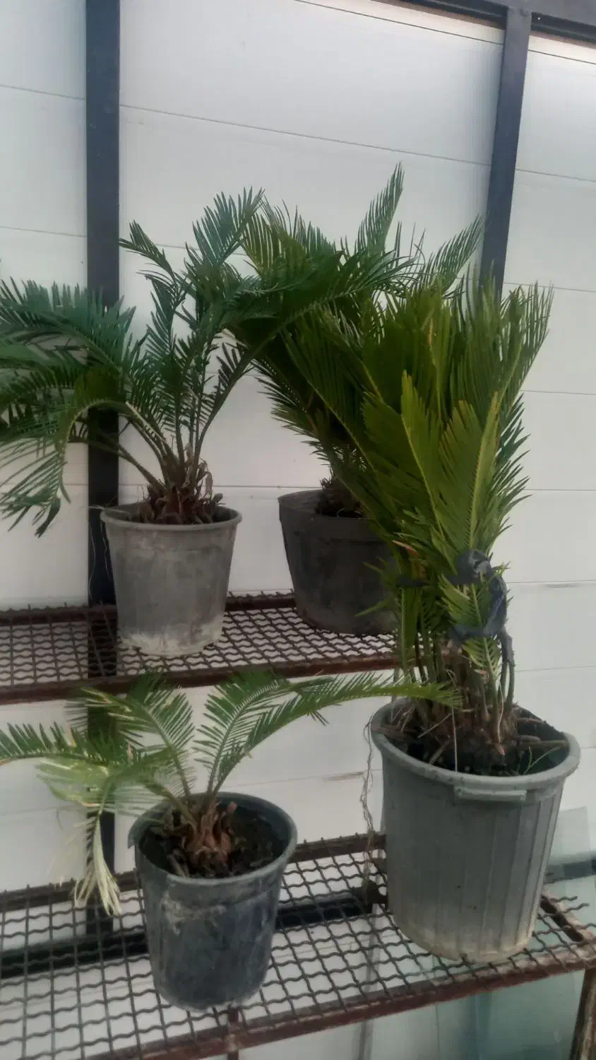 انواع گل|گل و گیاه طبیعی|گرگان, |دیوار