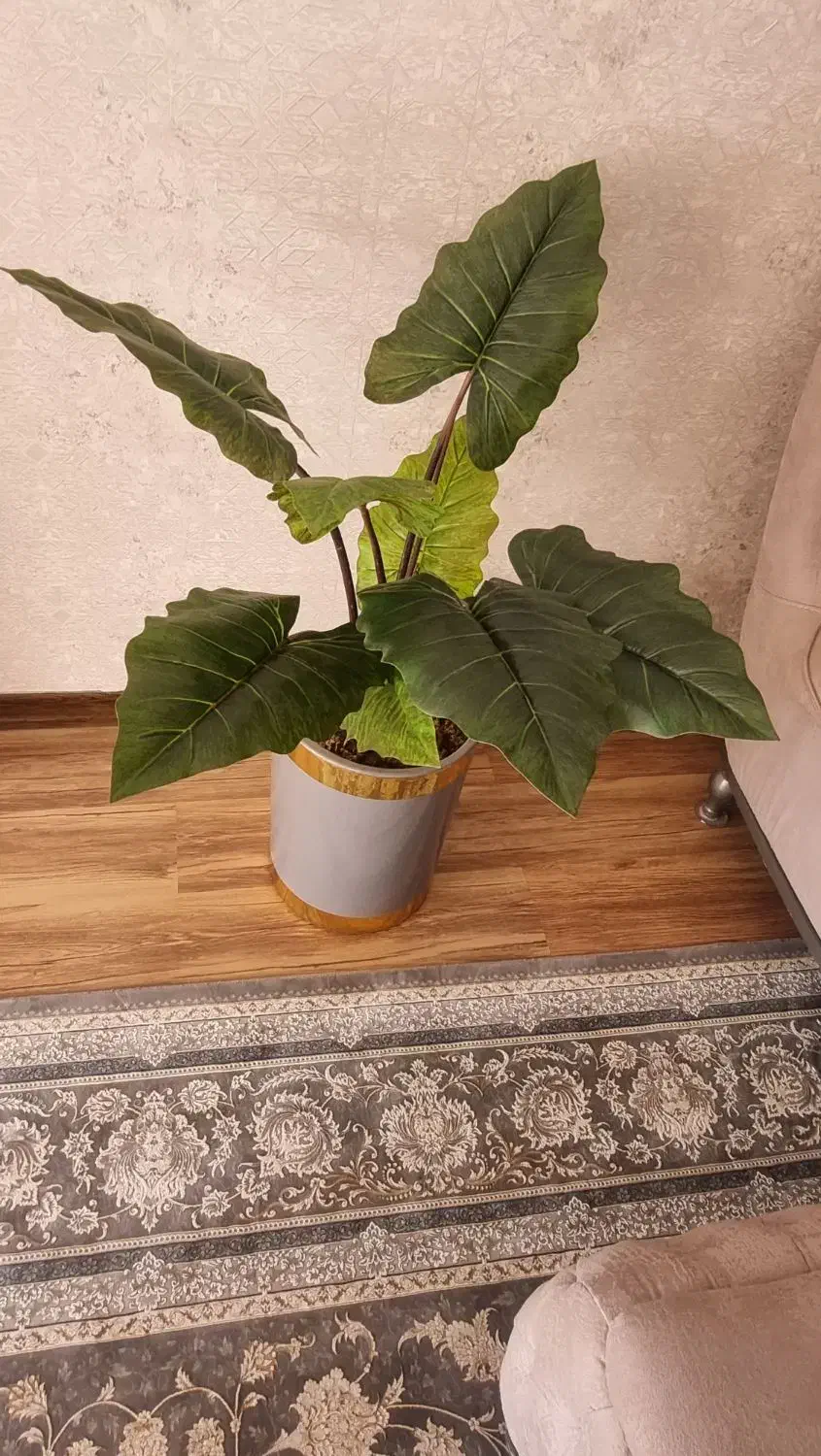 گل بابا آدم جنس خارجی با ضمانت|گل مصنوعی|بروجرد, |دیوار