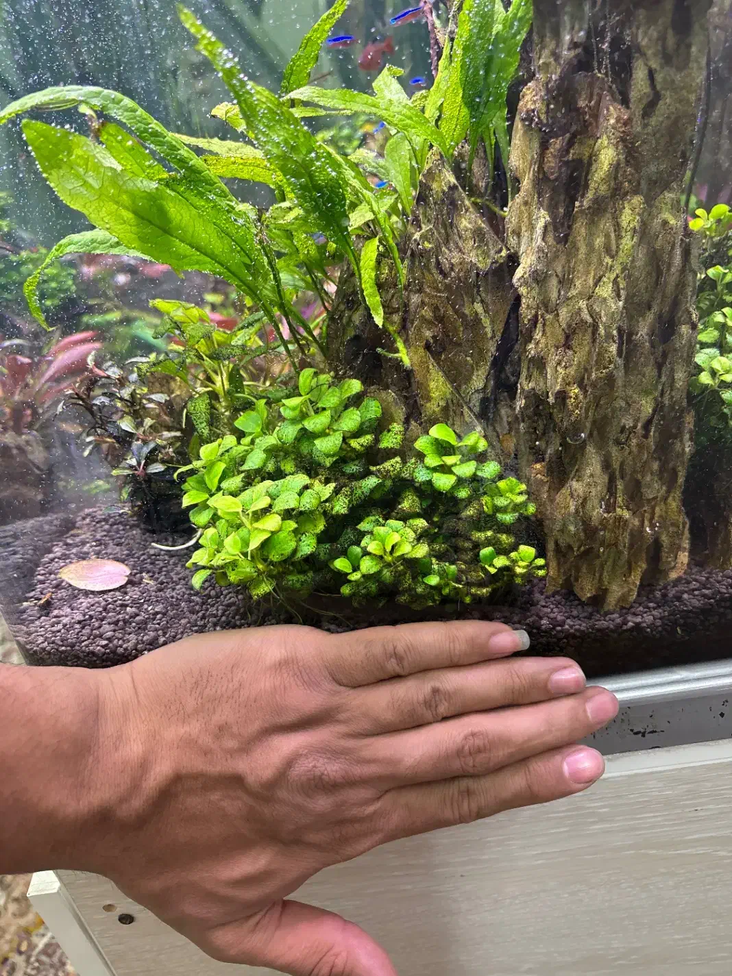 گیاه پلنت انوبیاس|ماهی|تهران, منیریه|دیوار