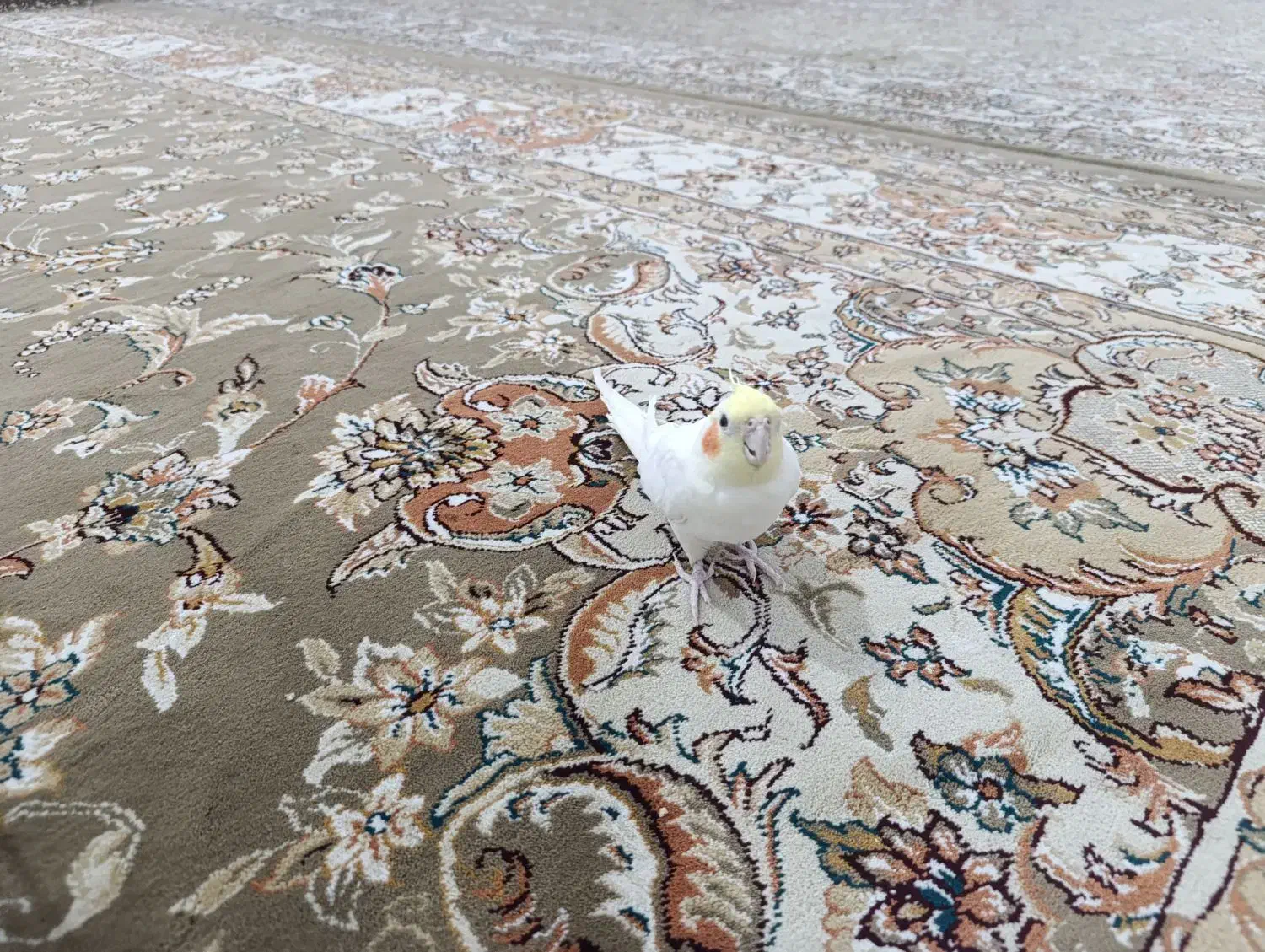 یک عدد عروس هلندی لوتینو ماده|پرنده|قزوین, |دیوار