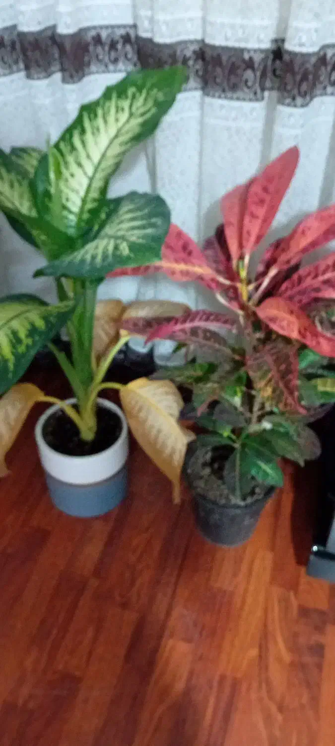 تاسیسات  لوله بازکنی  لوله کشی  شیرآلات و ابگرمکن|خدمات پیشه و مهارت|سمنان, |دیوار