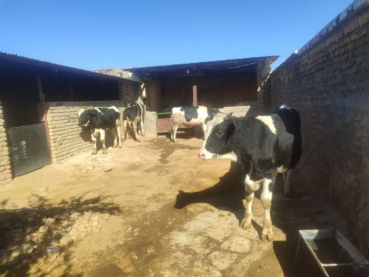 فروش سه عدد گوساله نر|حیوانات مزرعه|ویسیان, |دیوار