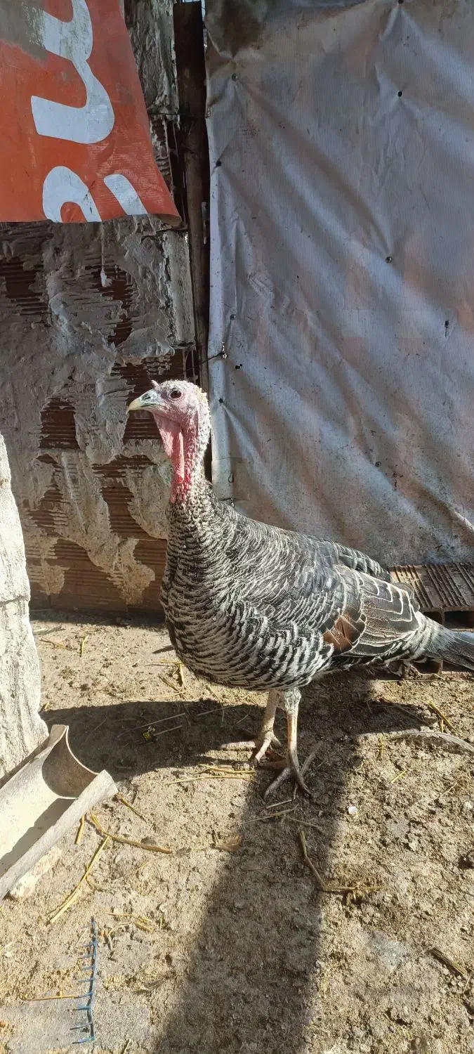 دو عدد بوقلمون درشت و سالم|حیوانات مزرعه|گرگان, |دیوار