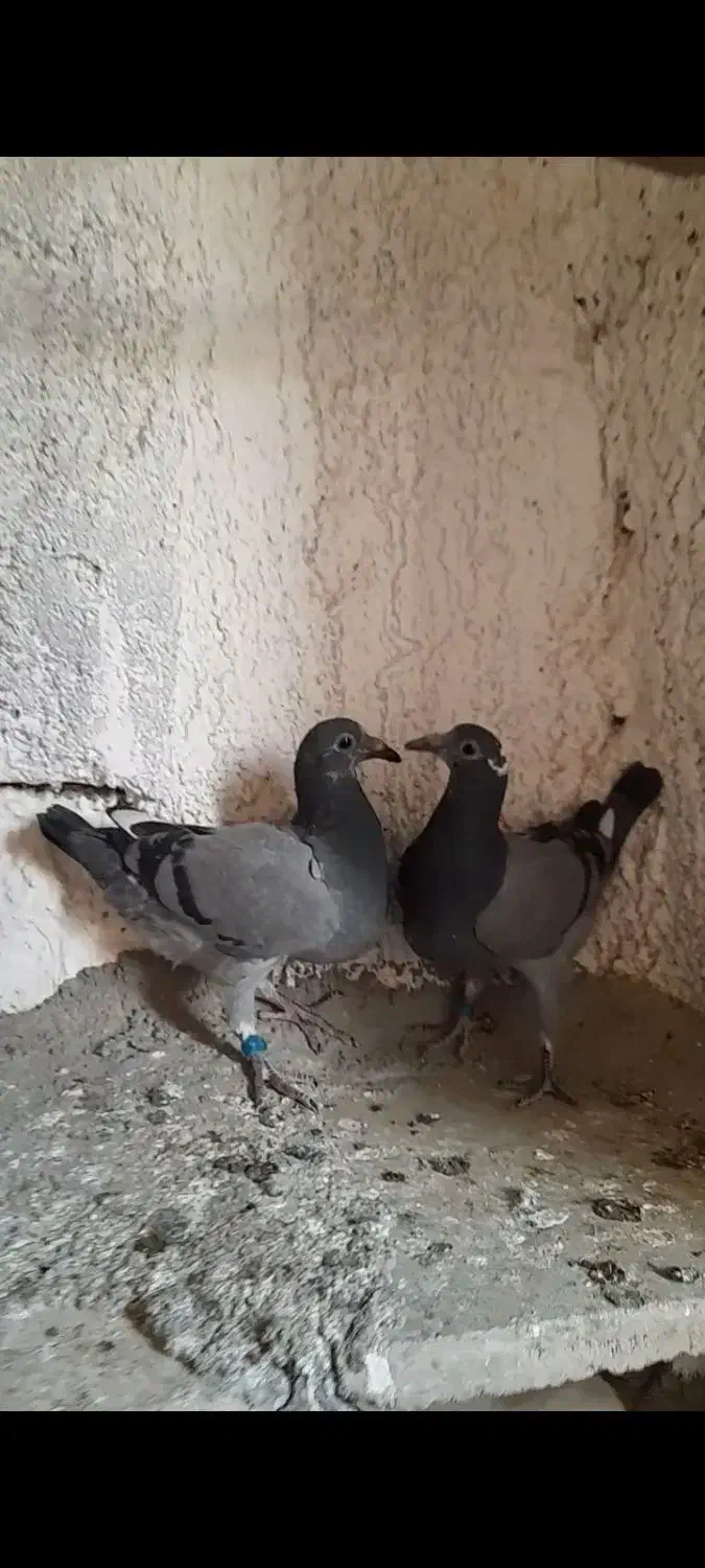 پلاکی ، مسافتی با جوجه|پرنده|قم, جاده معدن|دیوار