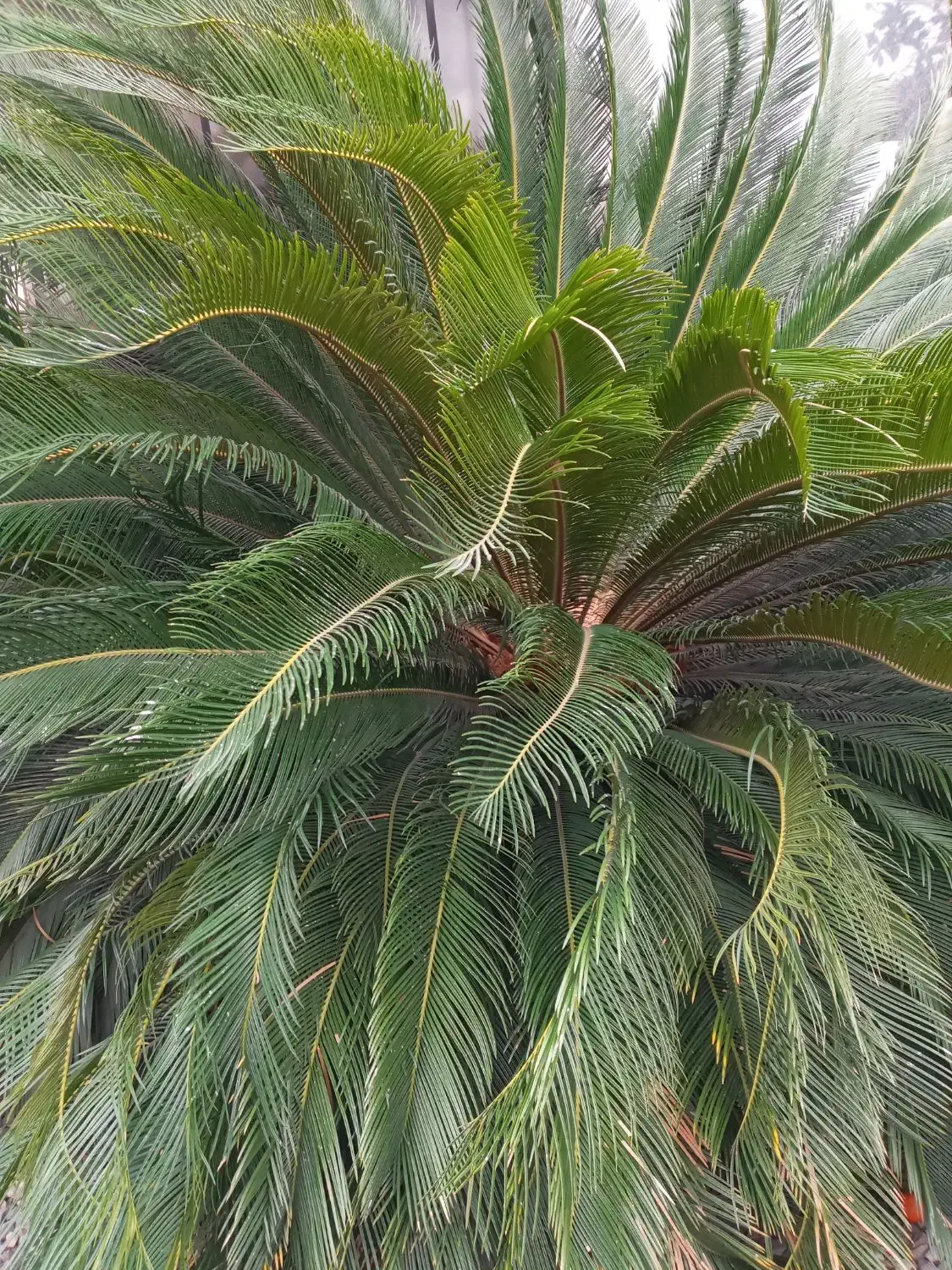 گل سیکاس|گل و گیاه طبیعی|ساری, |دیوار