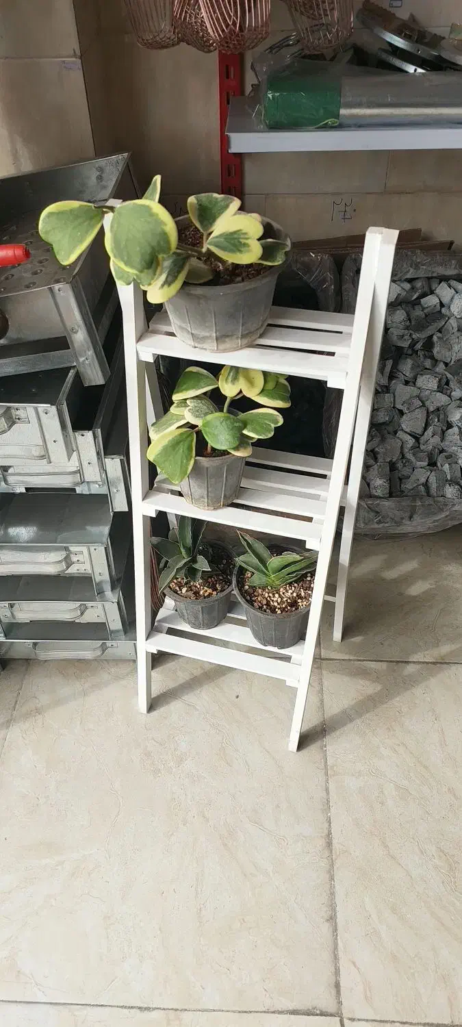 گل خاص و زیبا|گل و گیاه طبیعی|شیراز, رازی|دیوار