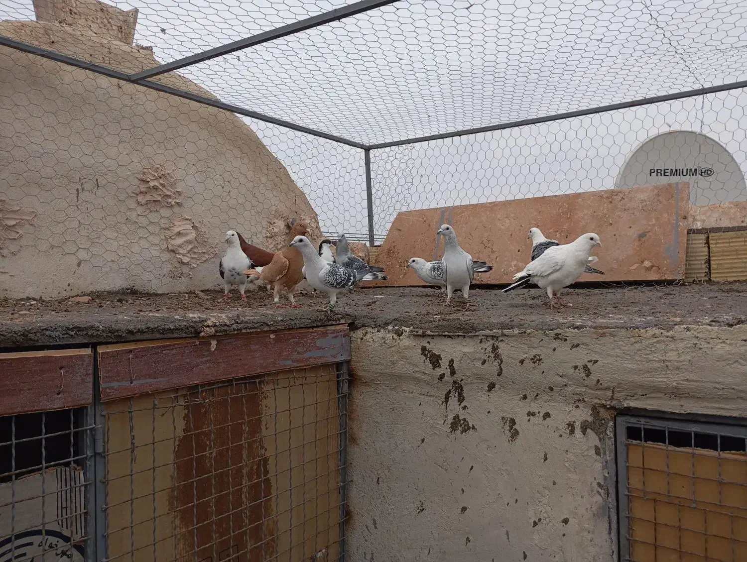 دسته کبوتر|پرنده|یزد, |دیوار