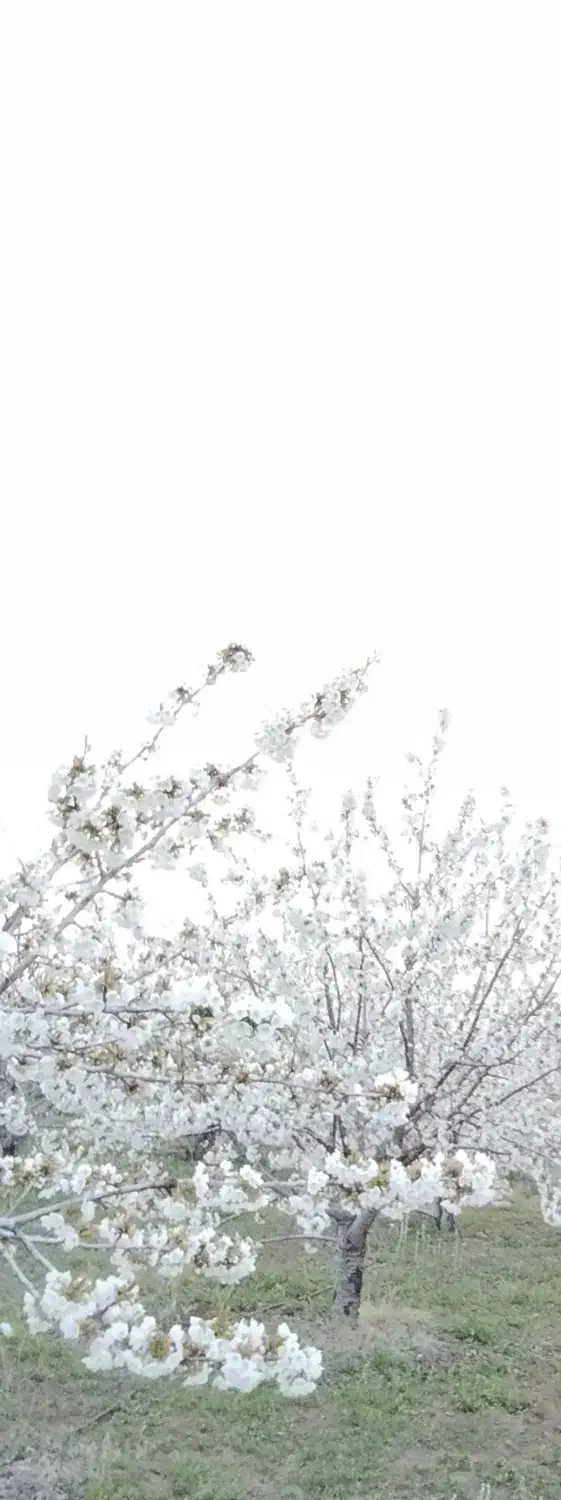 باغ|فروش دفتر صنعتی، کشاورزی، تجاری|سراجو, |دیوار