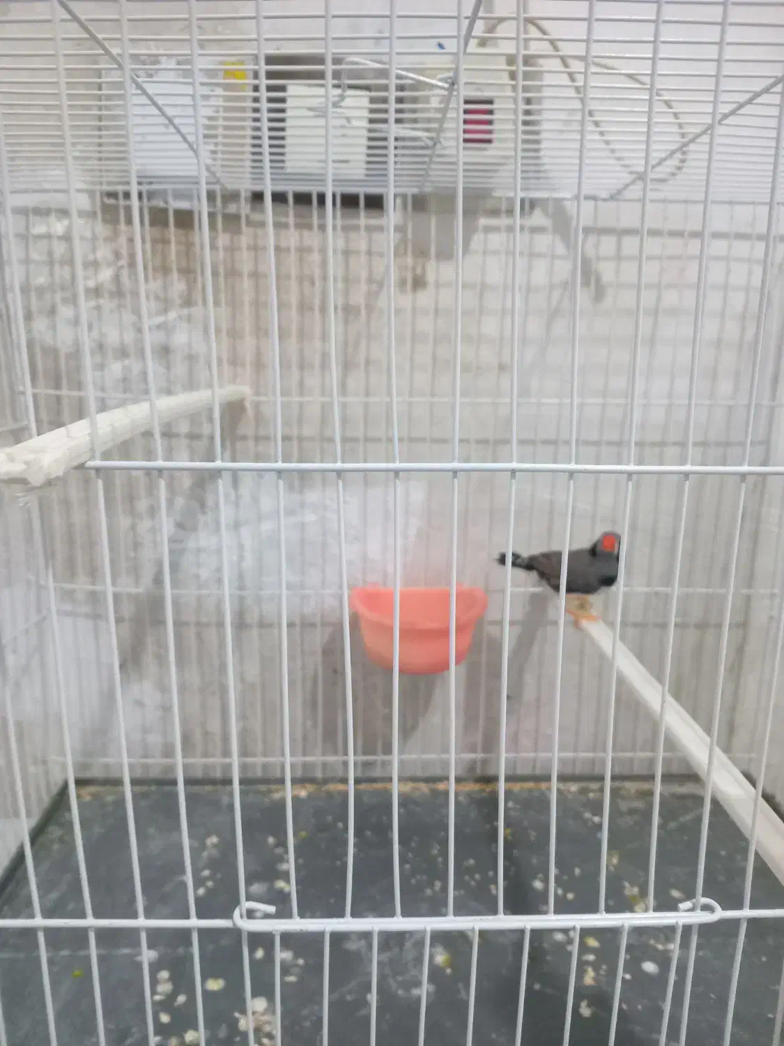 فنچ لپ سیاه نر|پرنده|مشهد, نیزه|دیوار