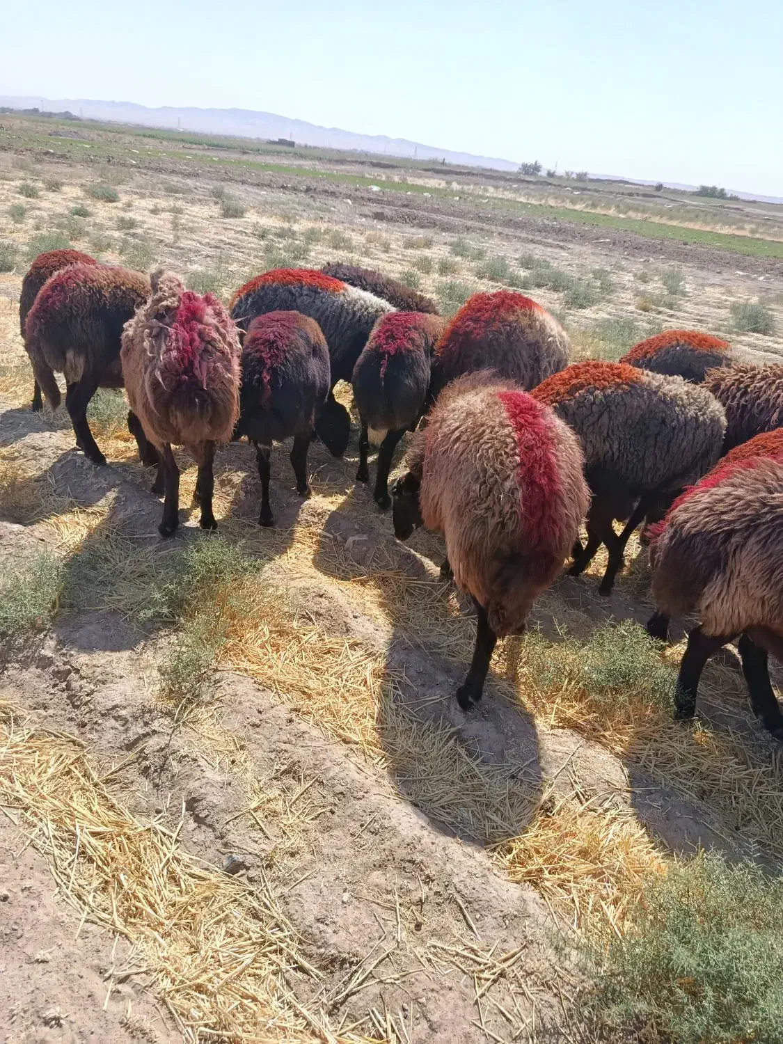 ۲۰ دانه میش جوان و کاور وتقلی افشاری آوستن|حیوانات مزرعه|تایباد, |دیوار