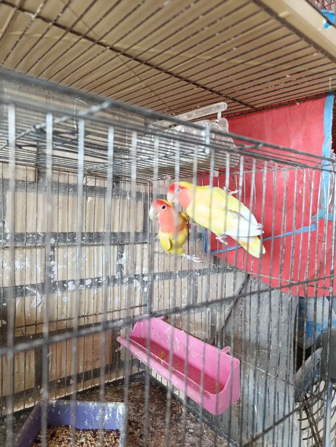 فروش یک جفت طوطی برزیلی صورت قرمز  با جوجه|پرنده|هندیجان, |دیوار