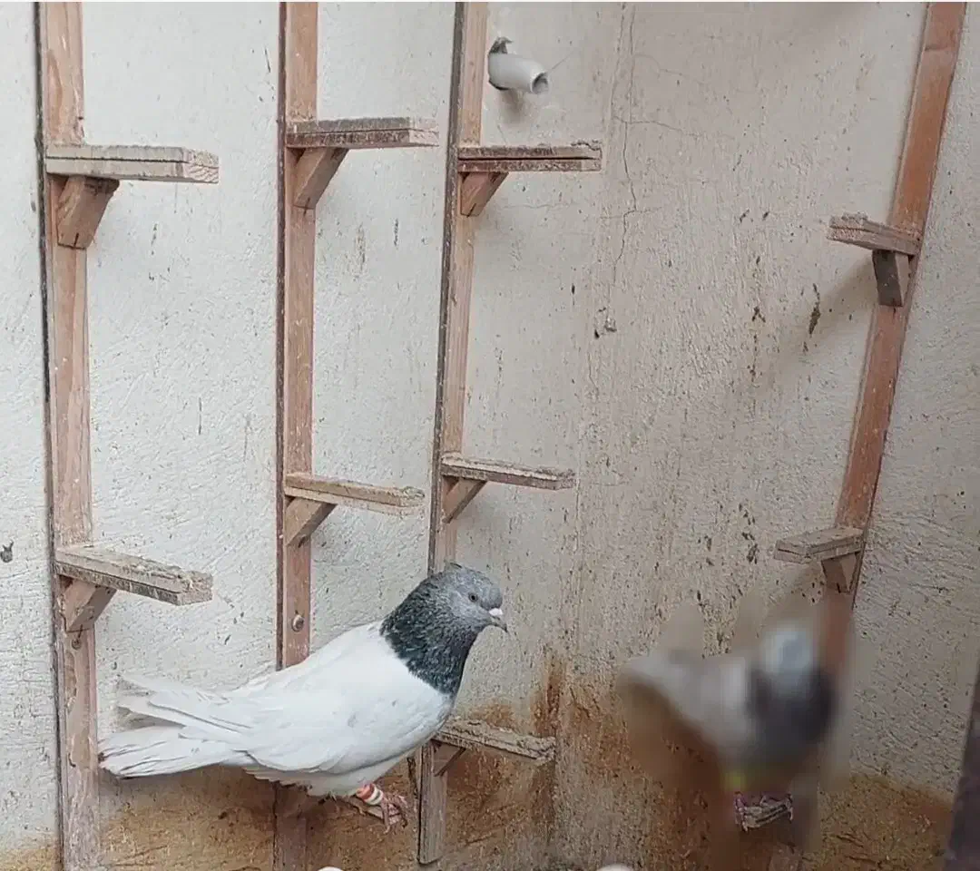 ۱۶ تا صید قلدر همشون جوون|پرنده|مشهد, ایثار|دیوار