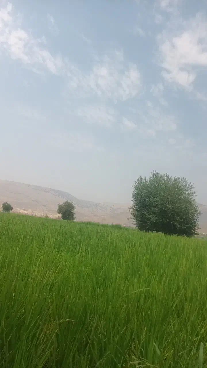 برنج سوسن|خوردنی و آشامیدنی|ایذه, |دیوار