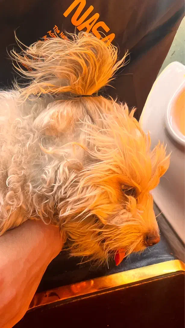 واگذاری سگ شیتزو|سگ|سهند, |دیوار