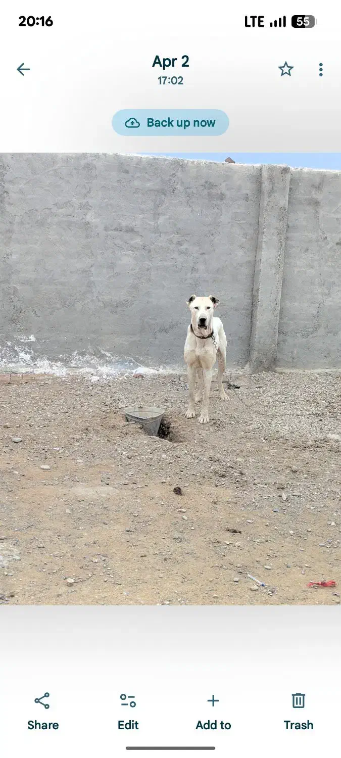 سگ گله گمشده|حیوانات|جعفرآباد, |دیوار