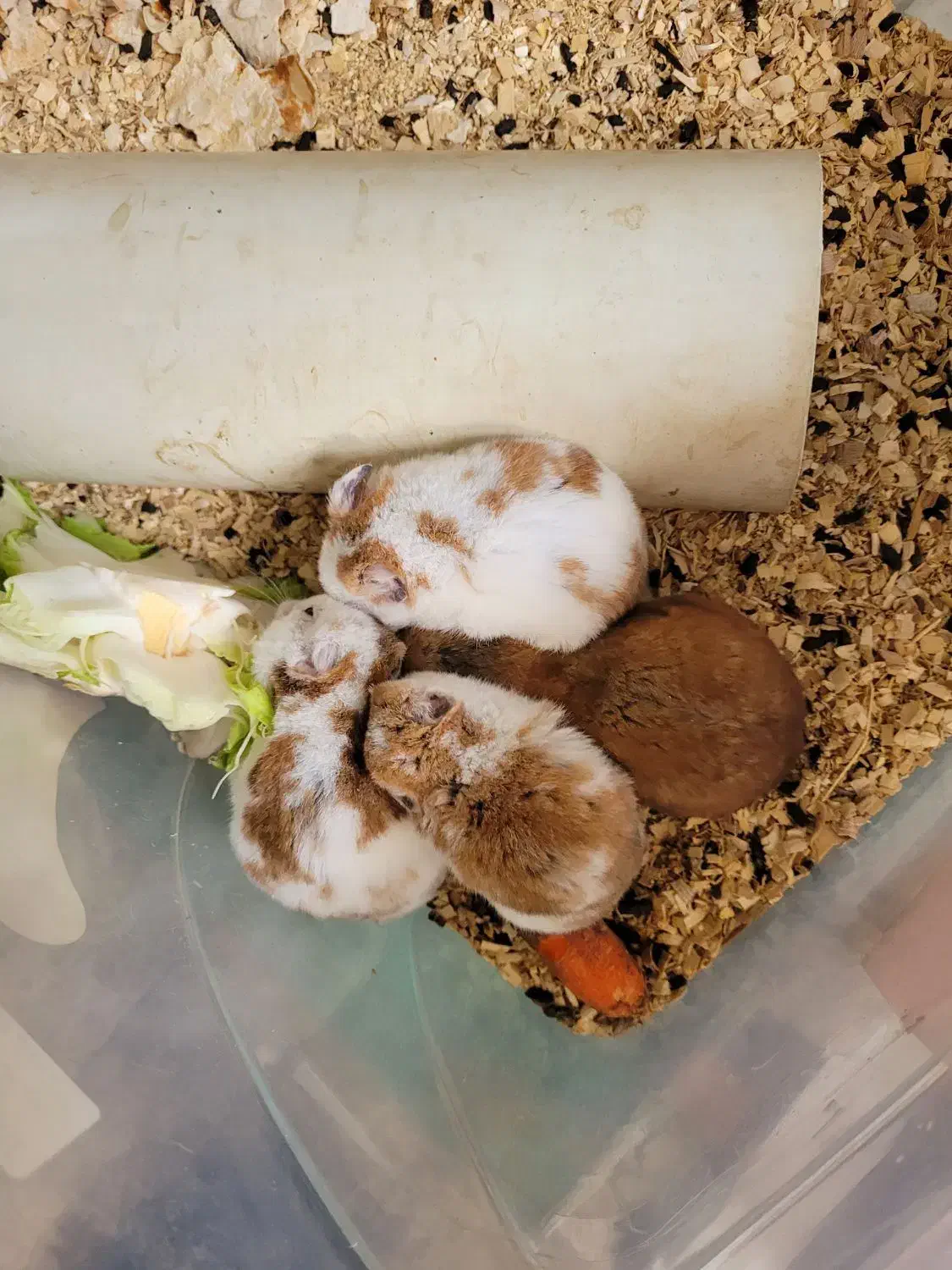 همستر طلایی|موش و خرگوش|ارومیه, |دیوار