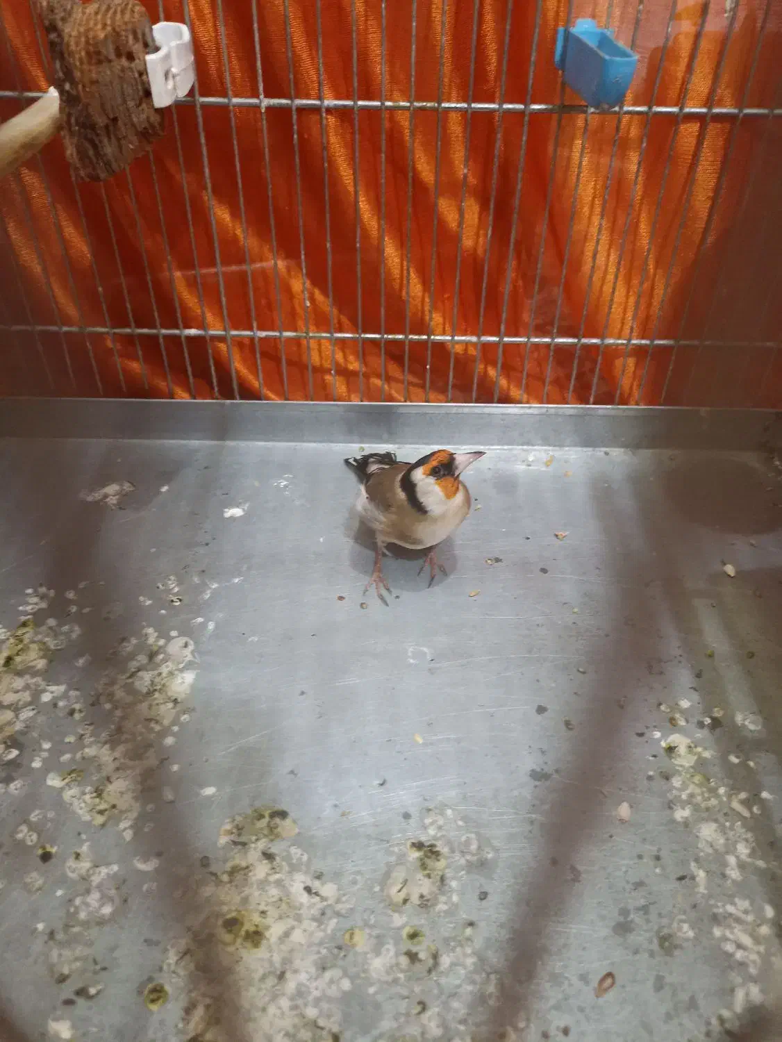 سهره جفتی|پرنده|مریوان, |دیوار