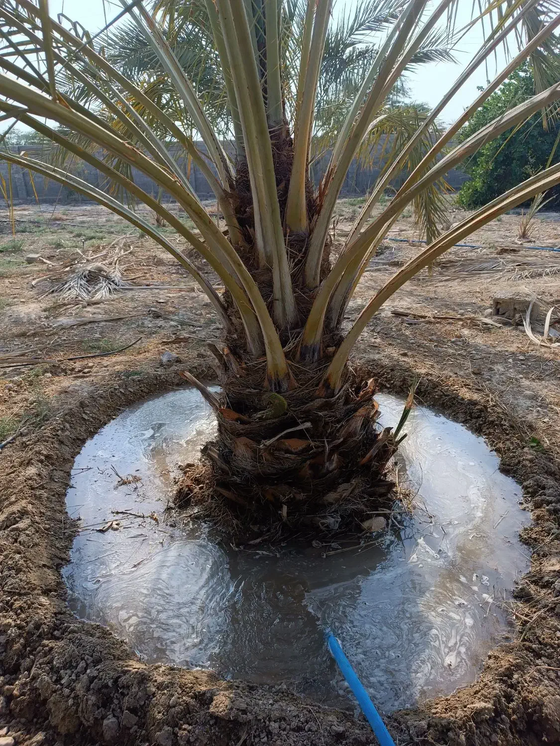 فروش باغ|فروش خانه و ویلا|چغادک, |دیوار