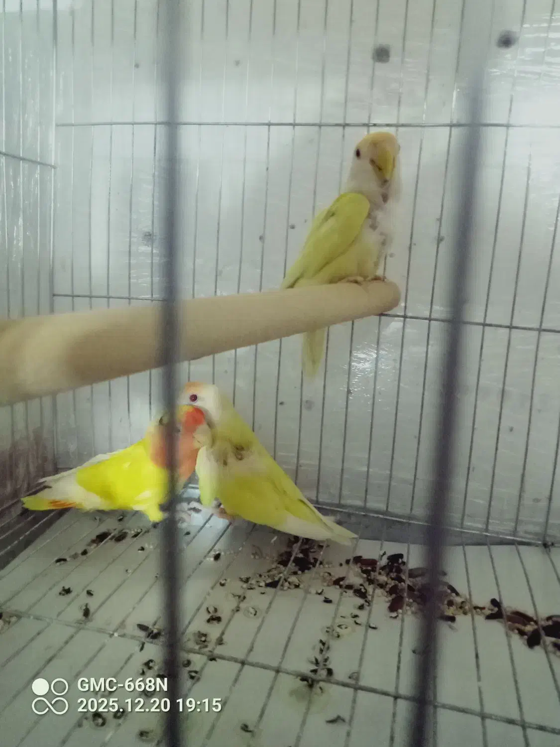 طوطی برزیلی نرو ماده ویک عدد جوجه|پرنده|قرچک, میرزائی جنوبی|دیوار