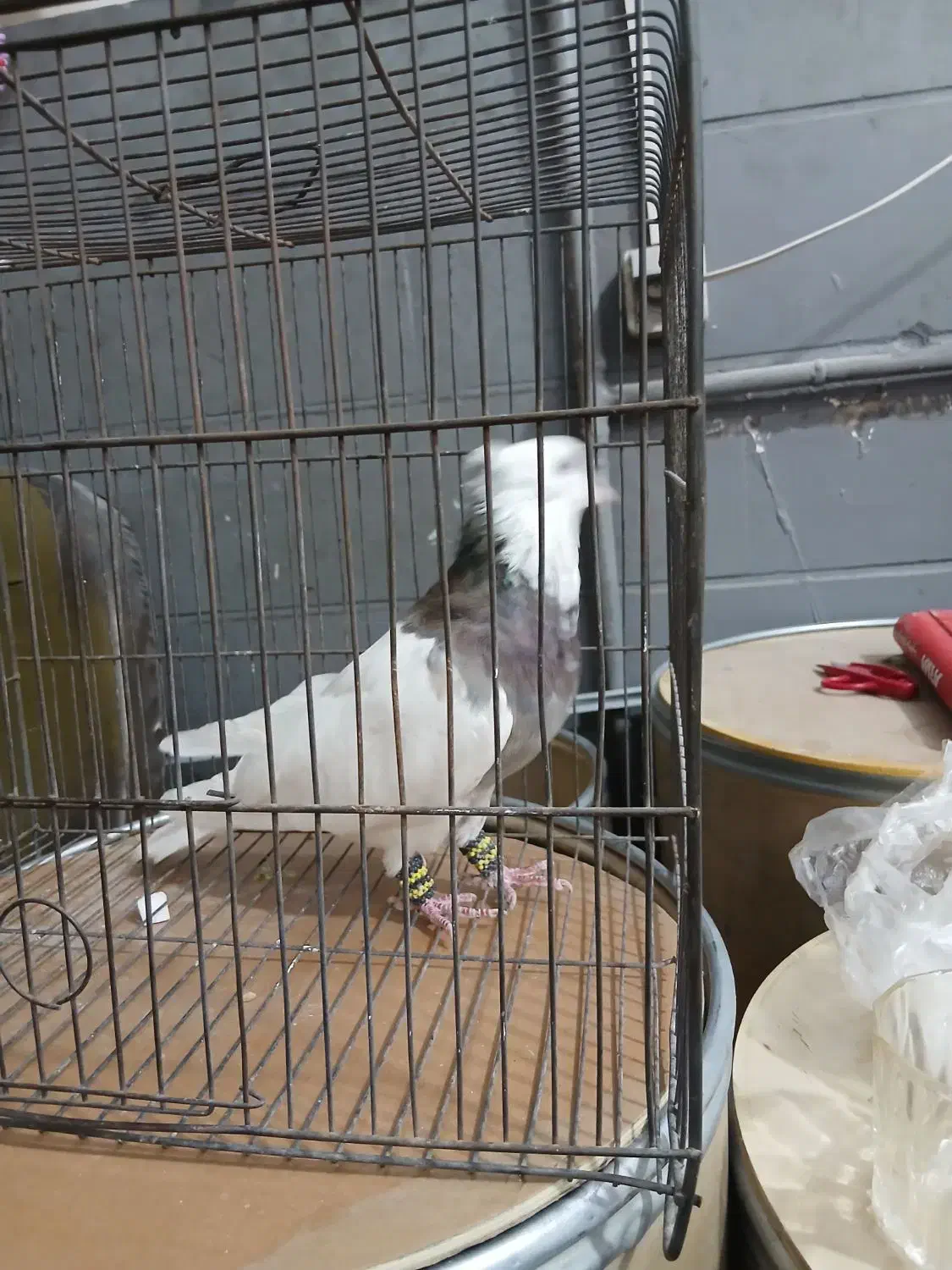 طوقی هفت رنگ|پرنده|شاهدشهر, |دیوار