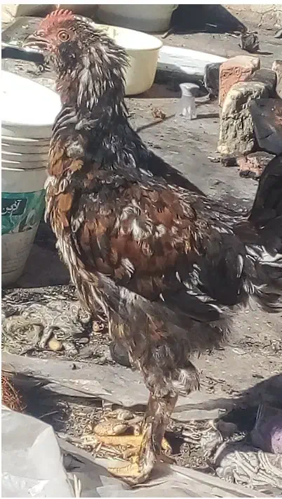 خروس پرپا معاوضه دارم با کفتر  و یک عدد اسباب بازی|اسباب‌بازی بچه|سبزوار, هویزه|دیوار