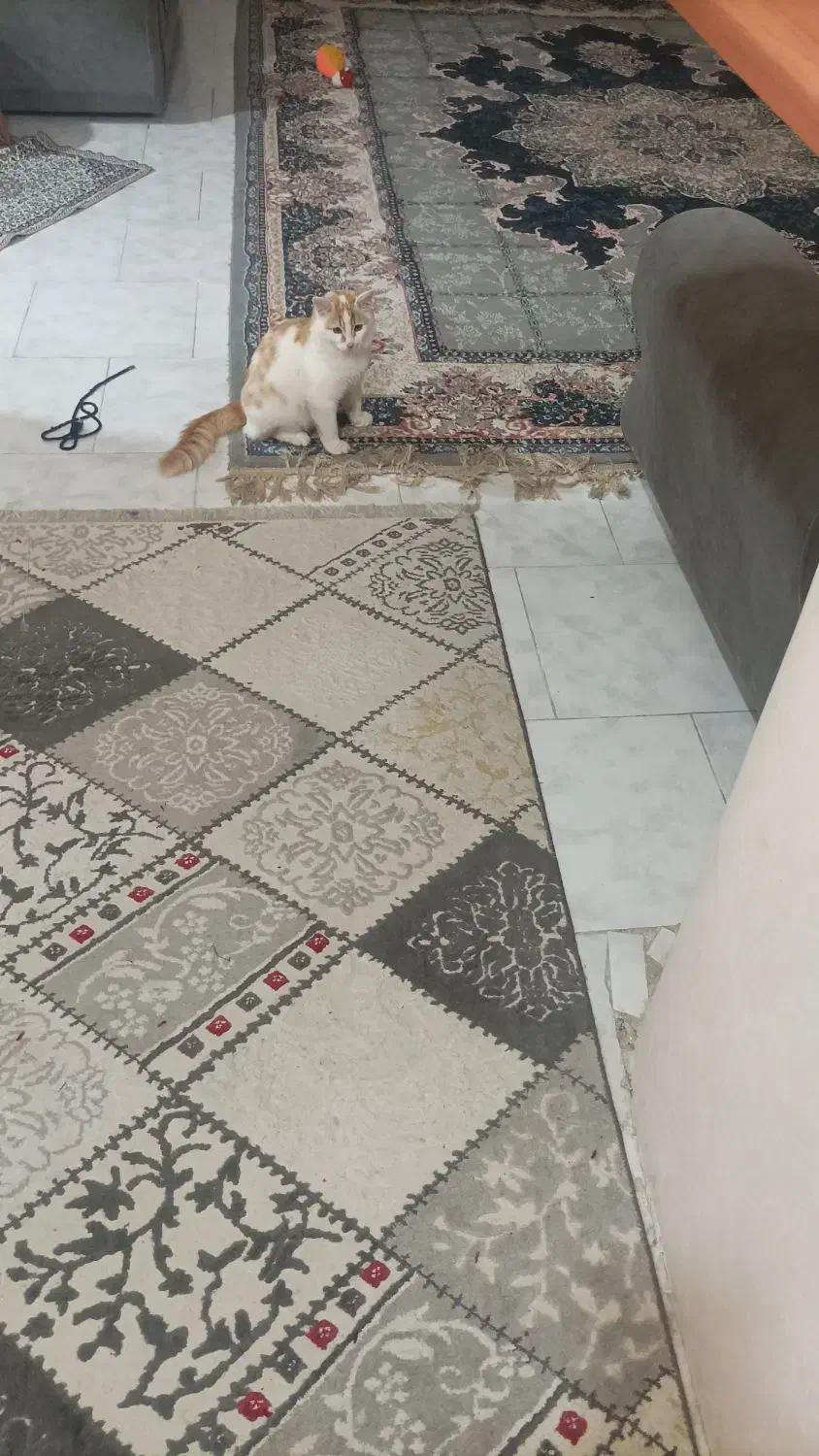 واگذاری گربه شکمو|گربه|قائمشهر, |دیوار