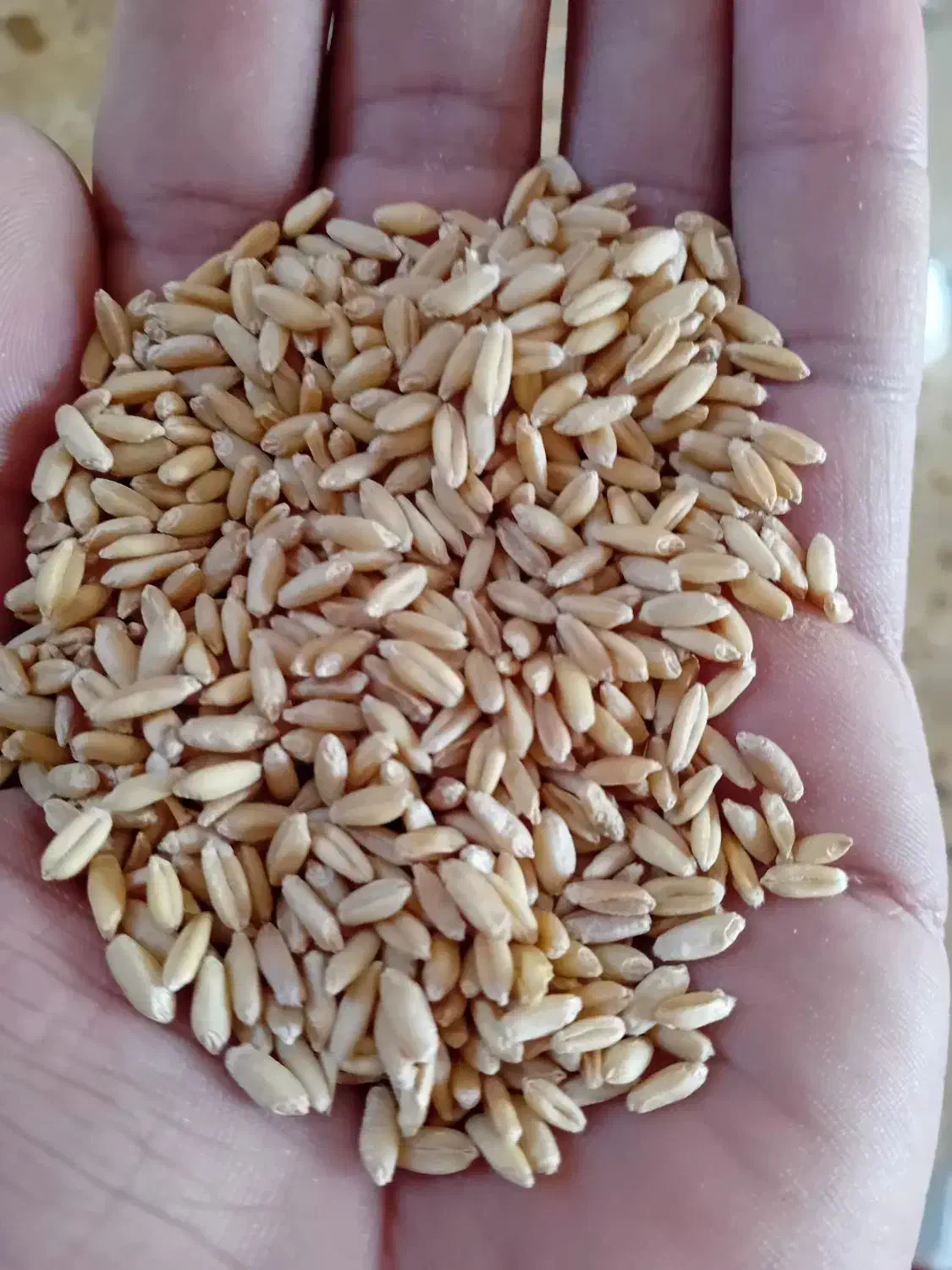 گندم دیم|عمدهفروشی|کنگاور, |دیوار