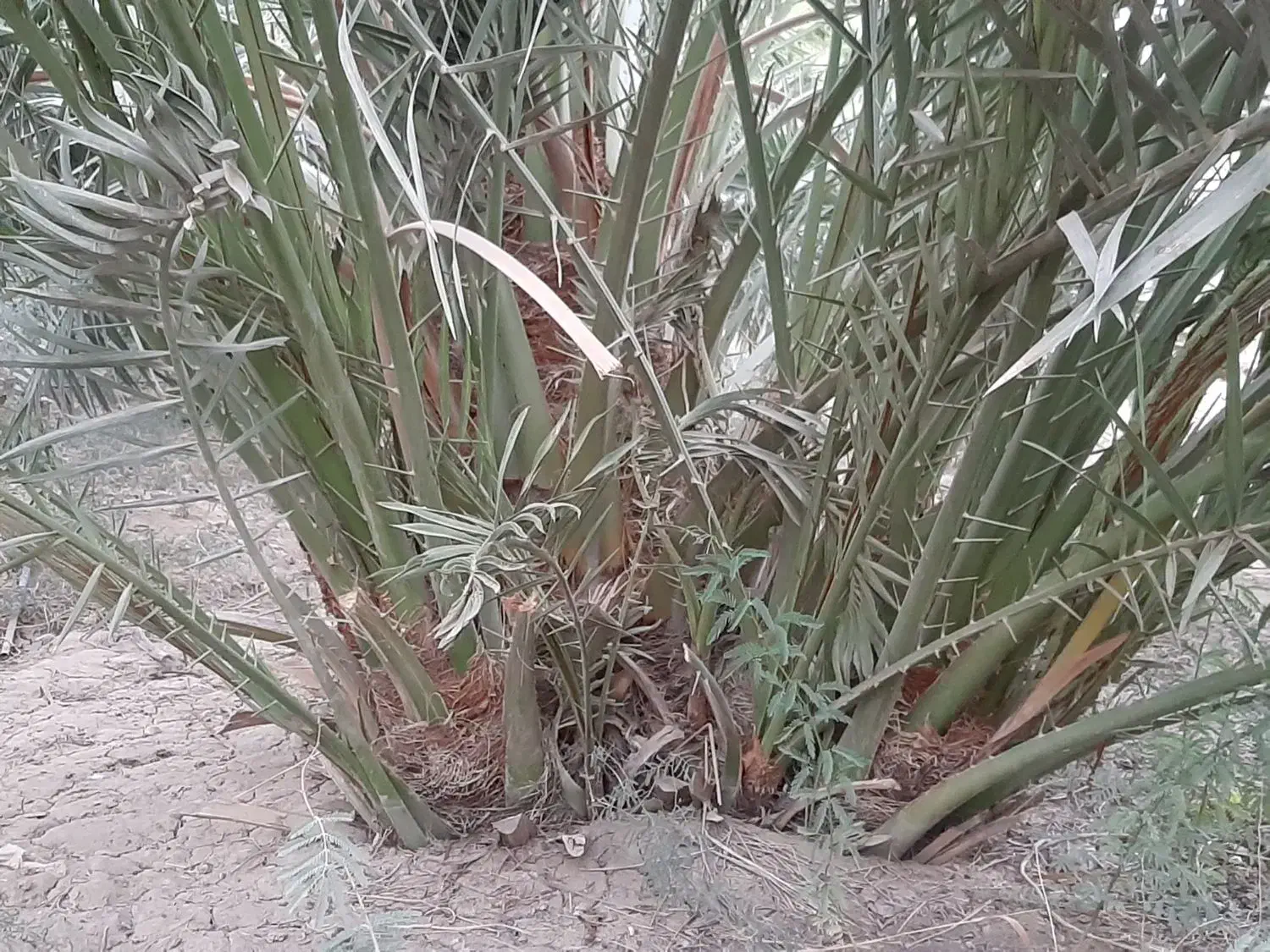 پاجوش نخل برحی|گل و گیاه طبیعی|امیدیه, |دیوار