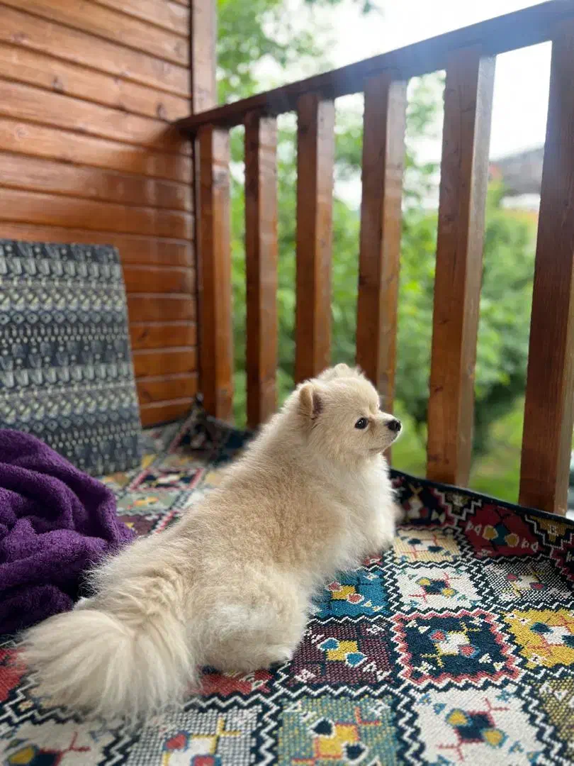 سگ گمشده|حیوانات|تهران, نیاوران|دیوار