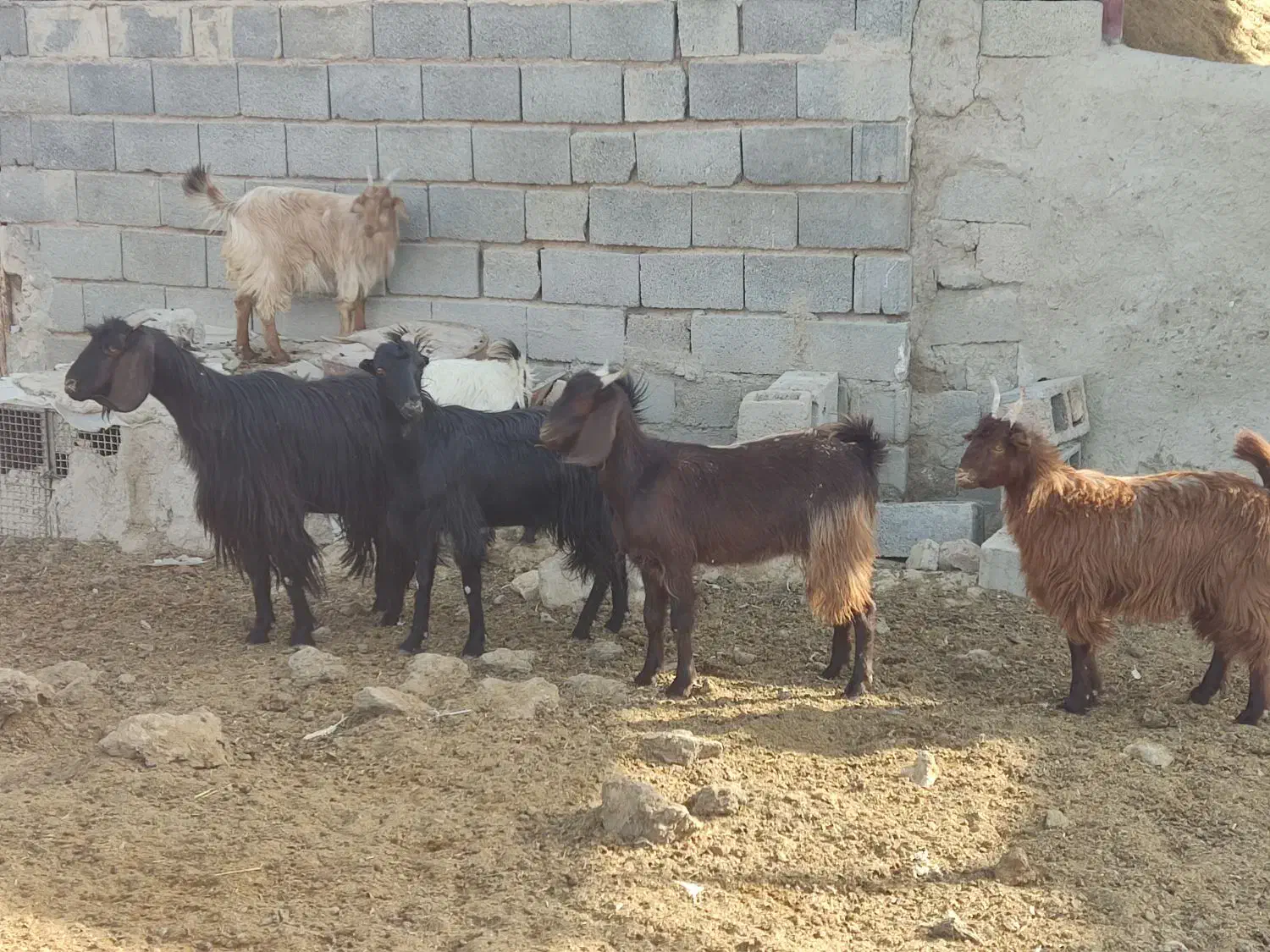 بز و کهره|حیوانات مزرعه|زرقان, |دیوار