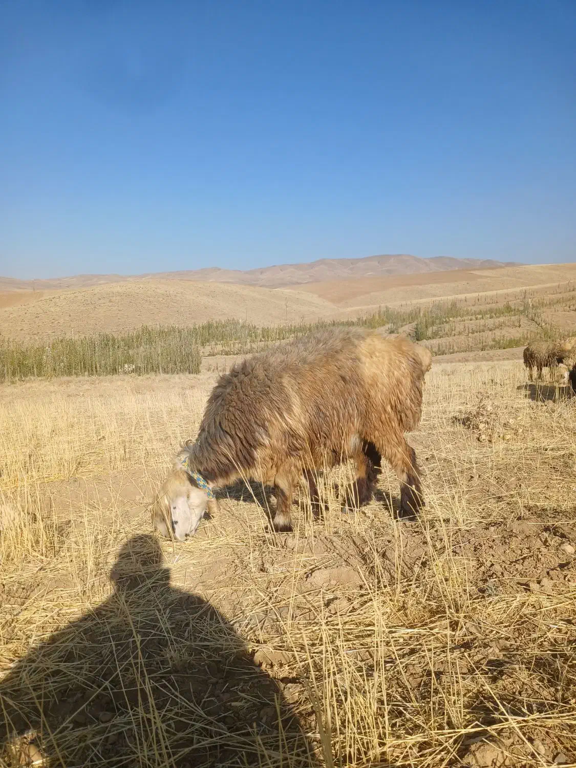 دو رتس شیشک ترکی|حیوانات مزرعه|الیگودرز, |دیوار