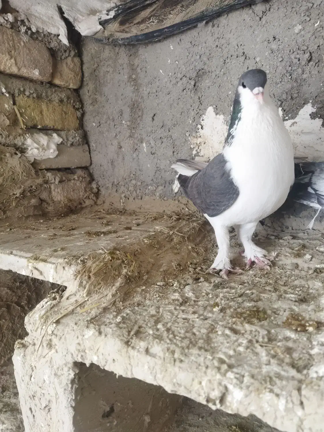 کفتر|پرنده|شیروان (خراسان), |دیوار