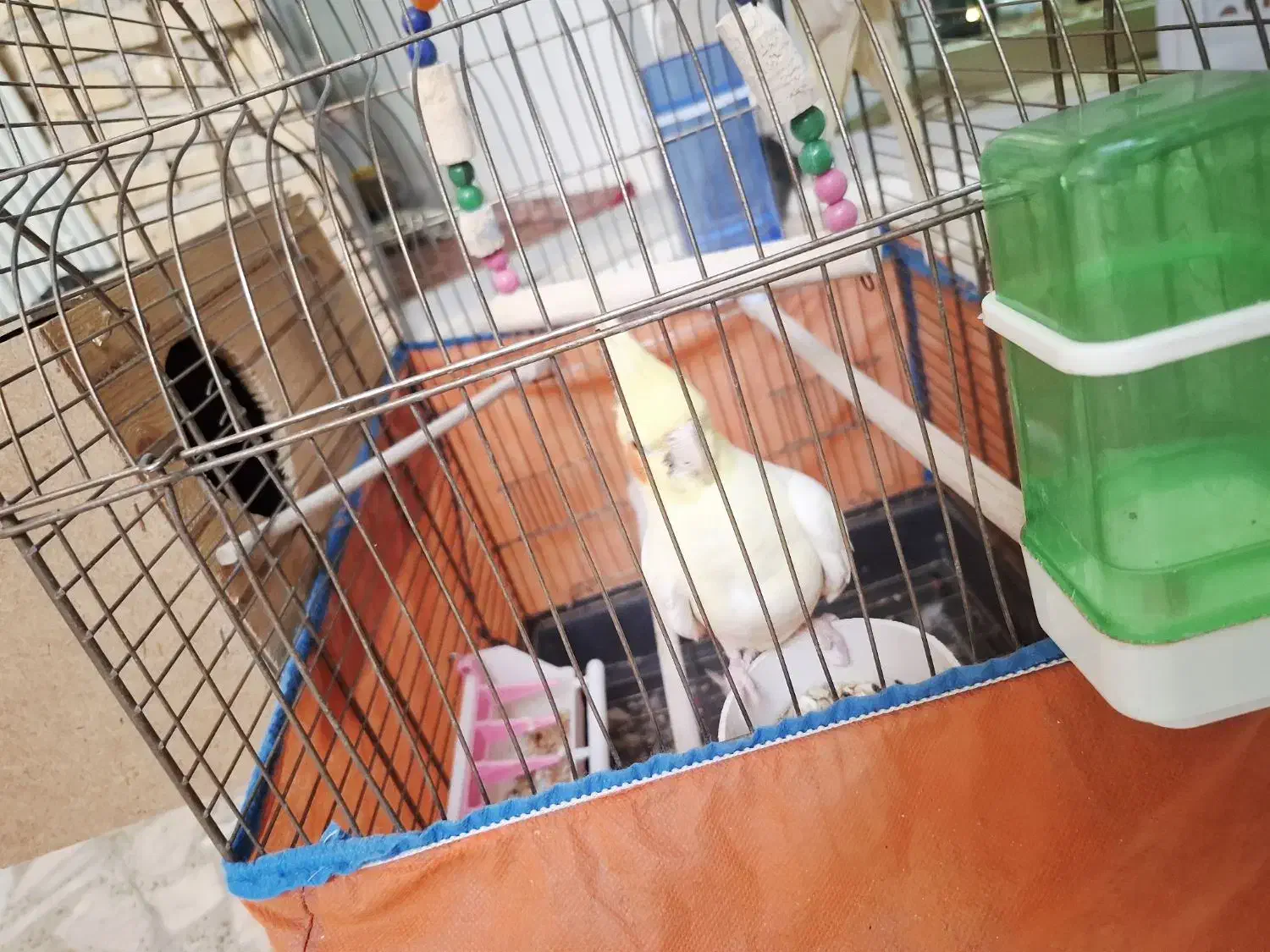 عروس هلندی لوتینو|پرنده|شوش, |دیوار