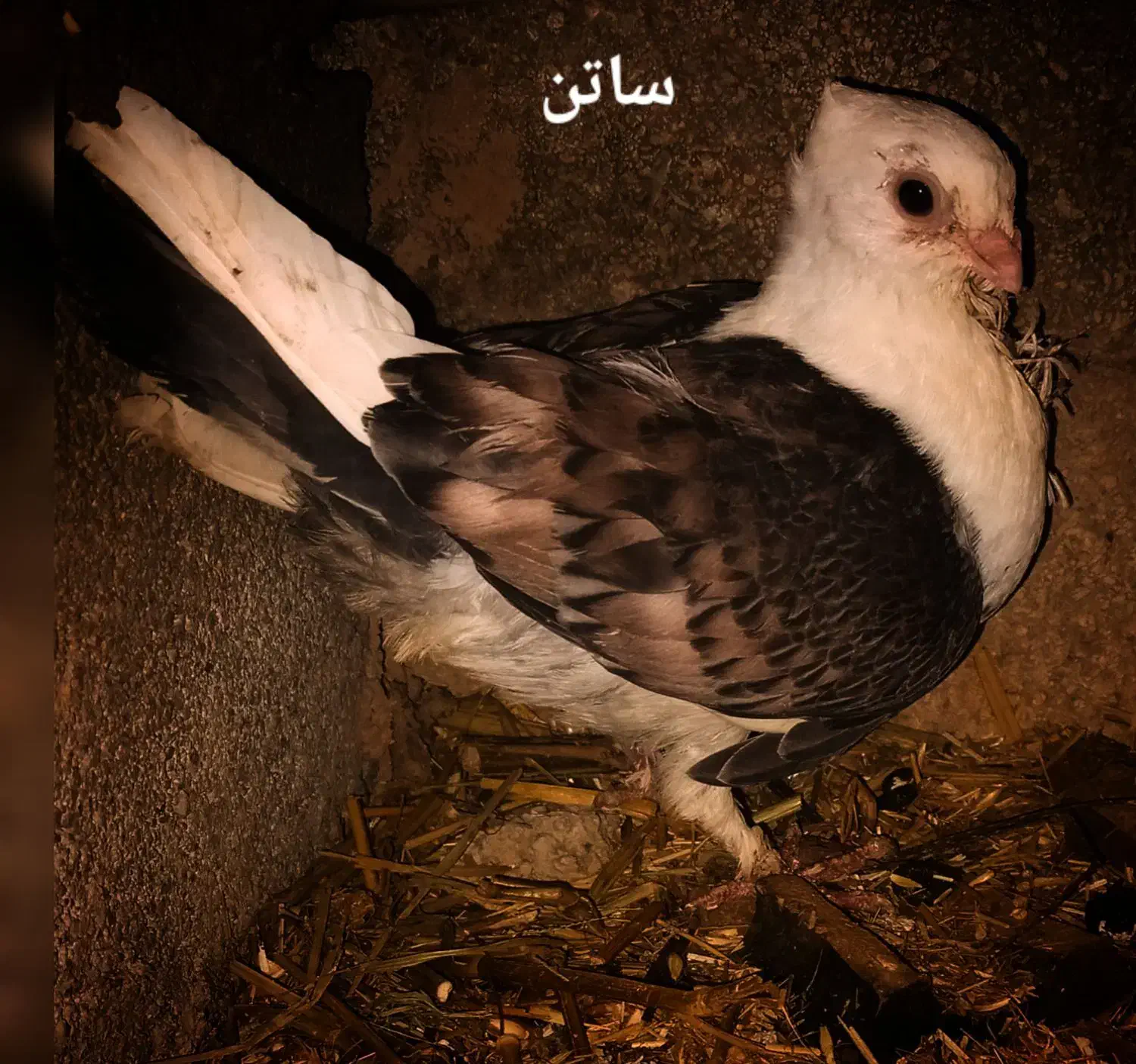 کبوتر ساده|پرنده|آشخانه, |دیوار