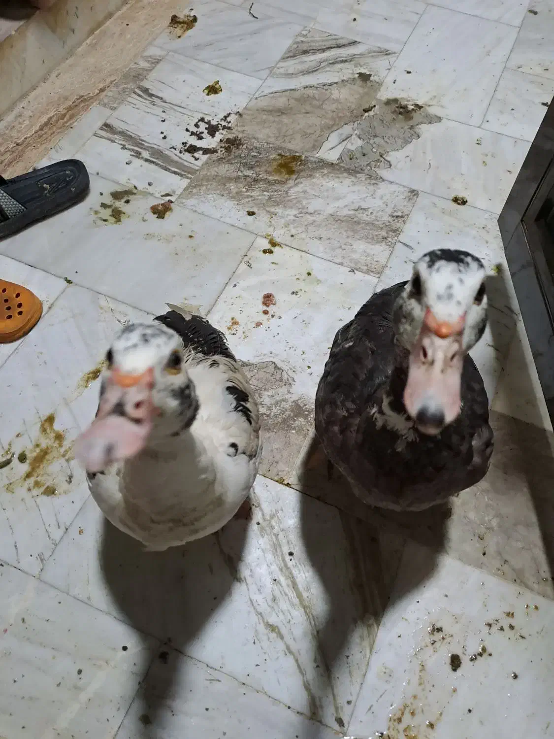 اردک|حیوانات مزرعه|تهران, هروی|دیوار